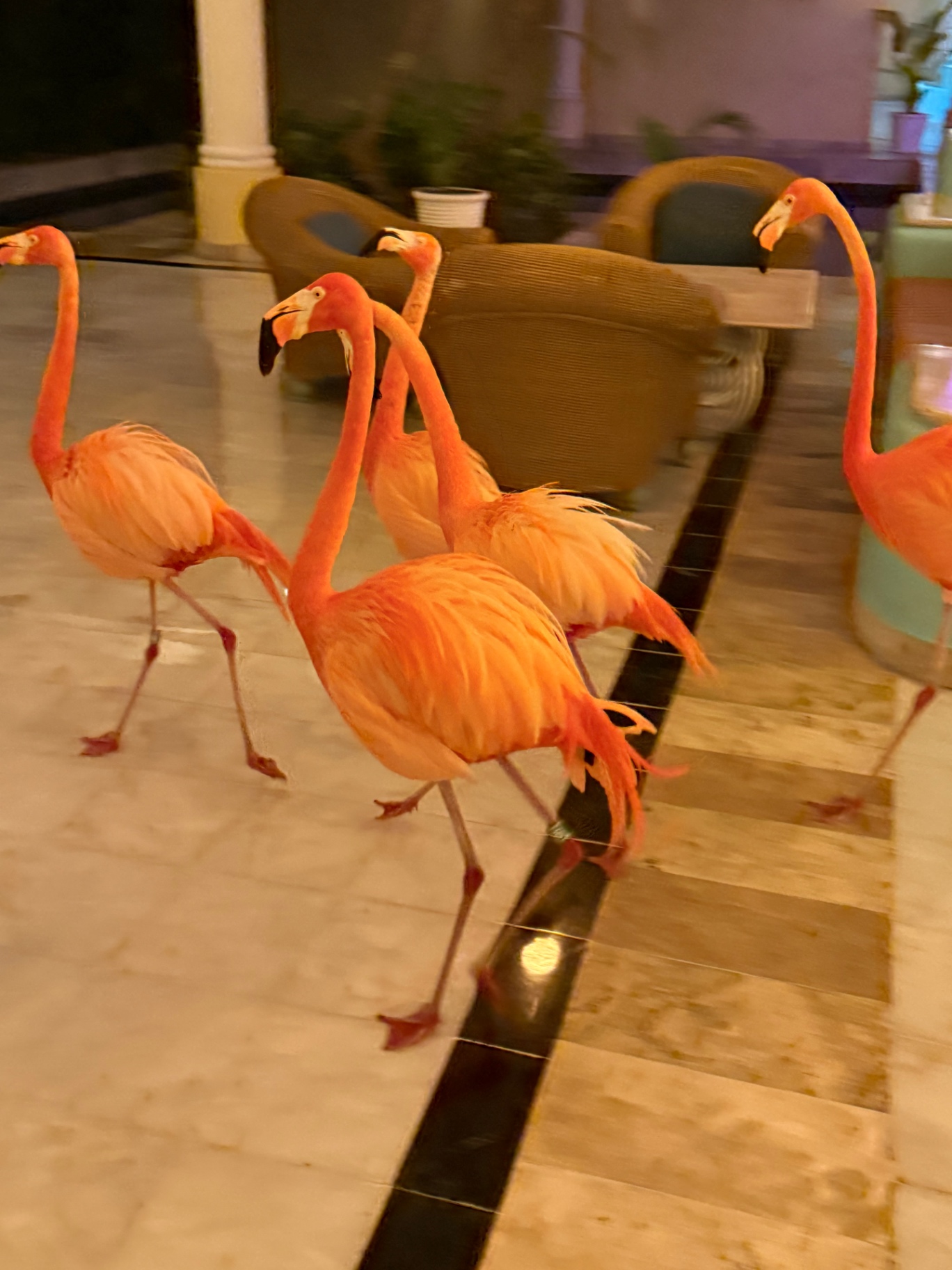 Resident flamingos walking through the resort lobby